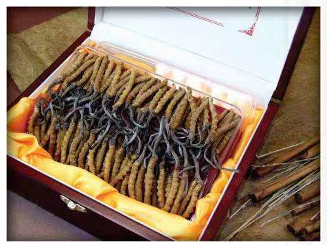 东坑镇冬虫夏草回收